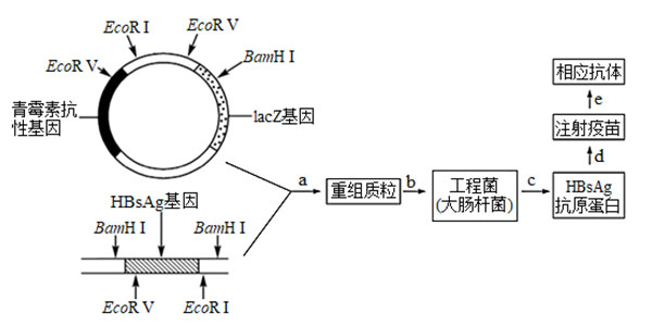 乙肝基因工程疫苗生產和使用過程 乙肝基因工程疫苗生產和使用過程