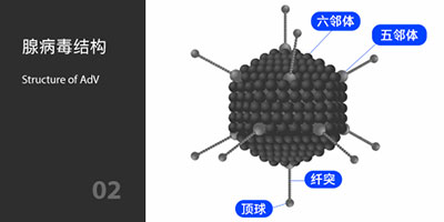 腺病毒結構 腺病毒結構